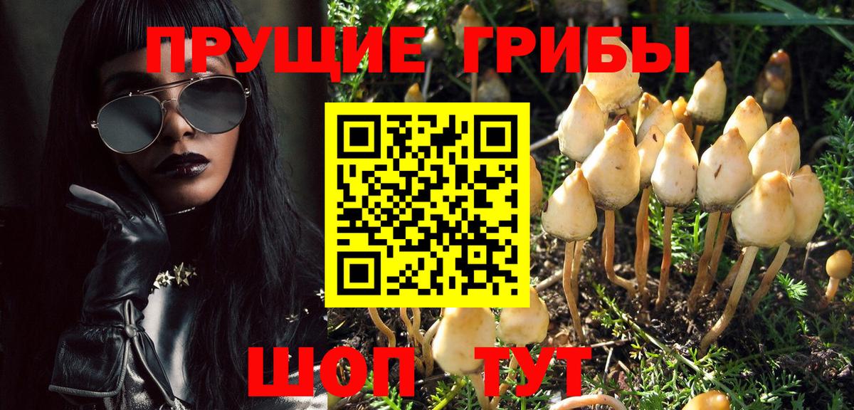 Галлюциногенные грибы Psilocybe Красноуфимск